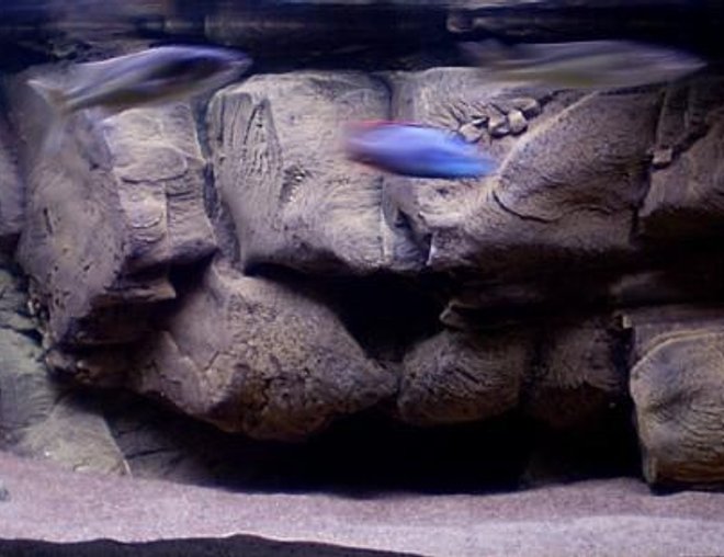 190 gallons freshwater fish tank (mostly fish and non-living decorations) - One of my tanks