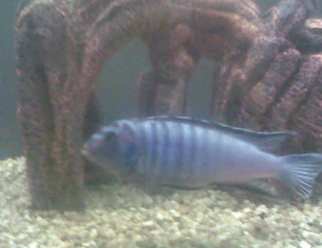 freshwater fish tank (mostly fish and non-living decorations) - This is the fighter of the tank kinda like the bossy one but he has a territory border so he stays on one side of the tank