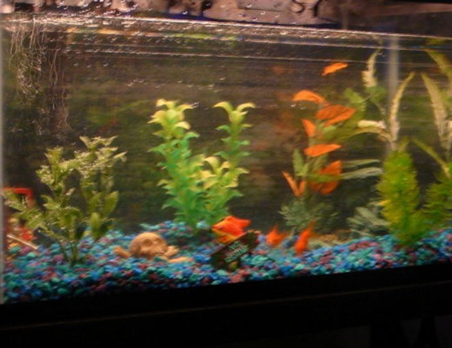 10 gallons freshwater fish tank (mostly fish and non-living decorations) - 10 gallon tank.