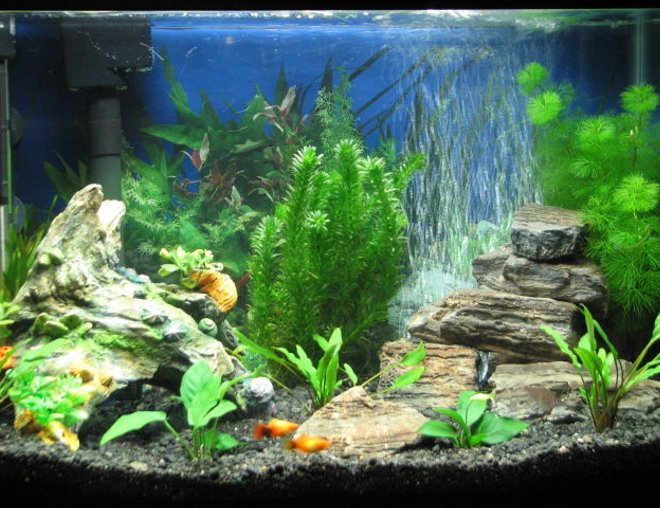 20 gallons freshwater fish tank (mostly fish and non-living decorations) - My 1st fish tank.
20 gallons with Marineland Eclispe II filtration/lightning system.
1st picture with only 4 fishes in it.
(I need to update this picture 1 day, it's about 6 months old now)
