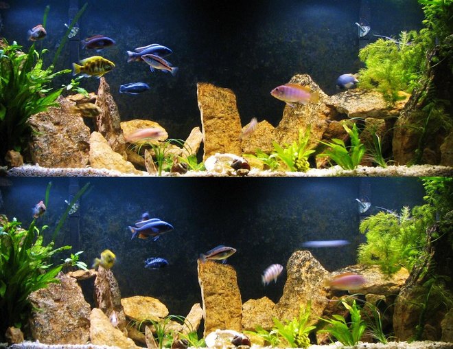 55 gallons freshwater fish tank (mostly fish and non-living decorations) - newest arrangement in our 55gal planted African Cichlid tank