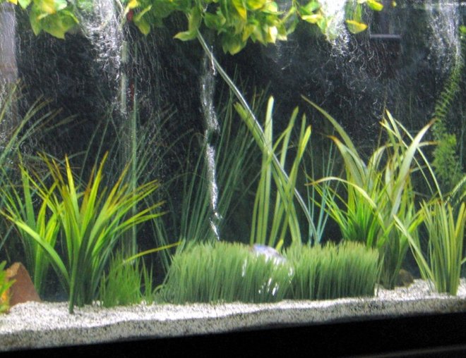 55 gallons freshwater fish tank (mostly fish and non-living decorations) - my 55g, all artifical plants