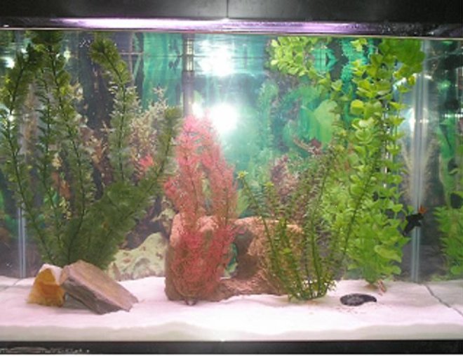 20 gallons freshwater fish tank (mostly fish and non-living decorations) - 20 gallon freshwater tank with red tailed shark, paradise fish and 2 kribenisis