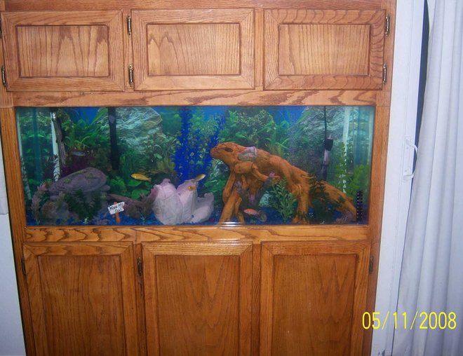 55 gallons freshwater fish tank (mostly fish and non-living decorations) - 55 gallon fishtank with cool new wood in it!!