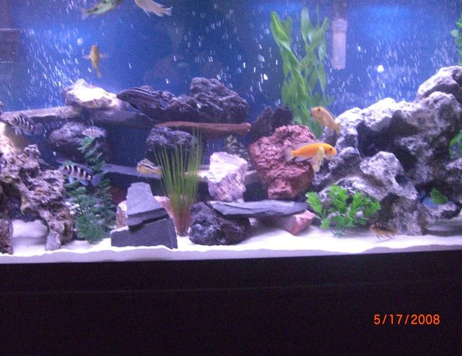 55 gallons freshwater fish tank (mostly fish and non-living decorations) - my fishies