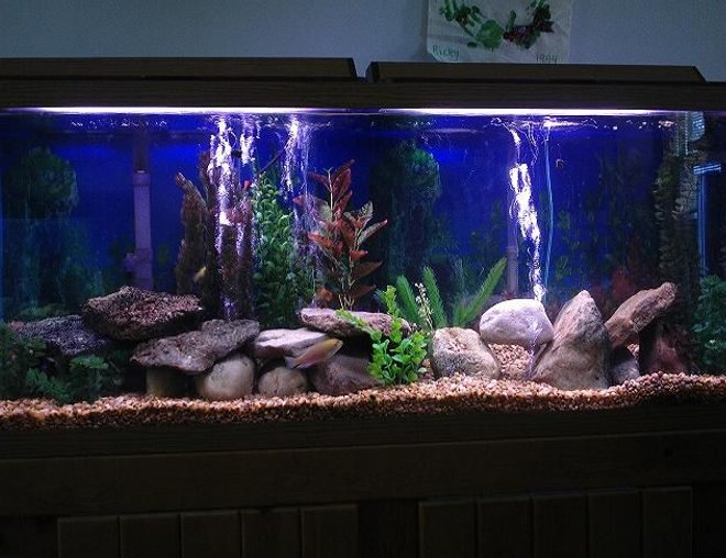 55 gallons freshwater fish tank (mostly fish and non-living decorations) - rearranged and updated