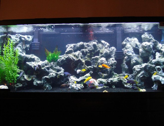55 gallons freshwater fish tank (mostly fish and non-living decorations) - 55gallon Malawi Mbuna