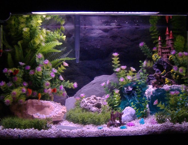 20 gallons freshwater fish tank (mostly fish and non-living decorations) - My 20 gallon tank