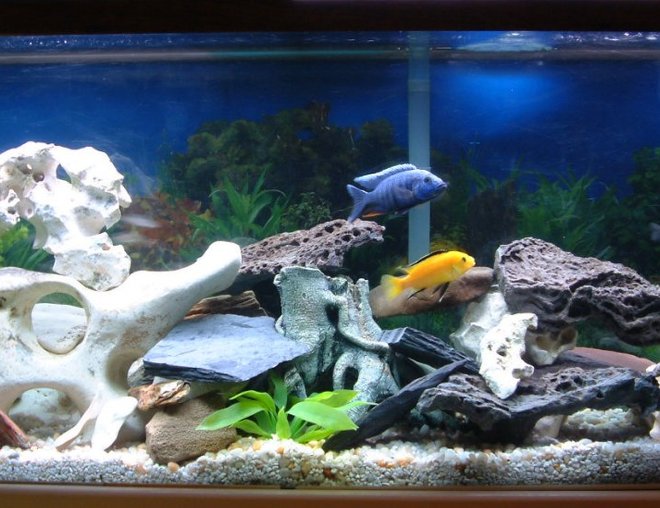 55 gallons freshwater fish tank (mostly fish and non-living decorations) - 55 Gallon tank with under-gravel filteration, Aqua Clear 300 filter, single tube strip lighting, 100W heater. Fake plants, real rocks. 20% water change every 4 weeks.