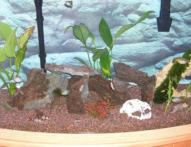 72 gallons freshwater fish tank (mostly fish and non-living decorations) - 3 kribensis, 3 kuhli loaches, 3 clown loaches, 2 rainbow killies, 1 silver hatchetfish, 1 yoyo loach, 1 altispinosa, 1 bearded albino dwarf pleco, 1 cory, 1 bosemani rainbow, 3 columbian tetras, 2 emperor tetras, 3 silver dollars coming...