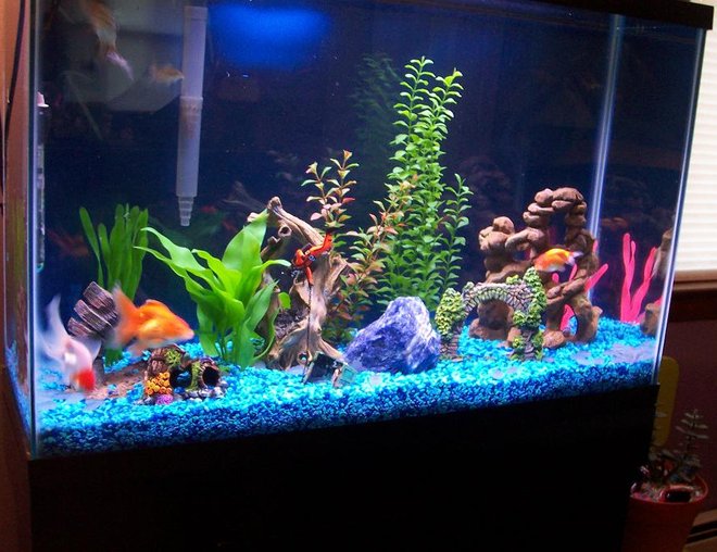 20 gallons freshwater fish tank (mostly fish and non-living decorations) - my new  45 gal, tank 
it has 7 goldfishes, 3 cory's and 2  pleco's..2 whisper 70
filters,w/ bluejean color gravel.