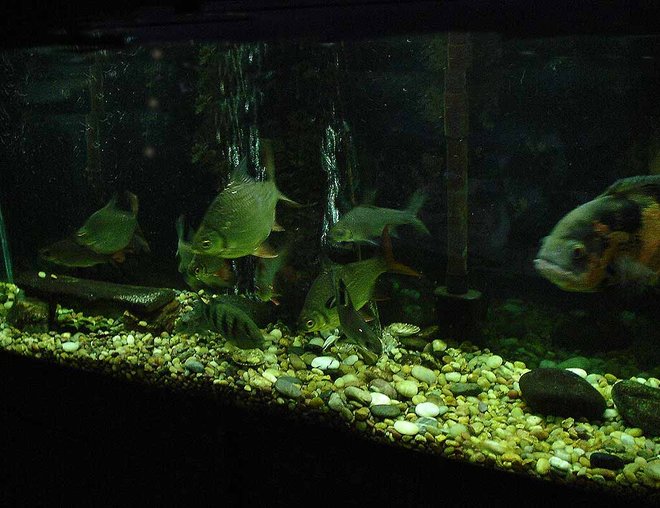 55 gallons freshwater fish tank (mostly fish and non-living decorations) - .