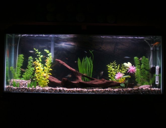 48 gallons freshwater fish tank (mostly fish and non-living decorations) - 48gal