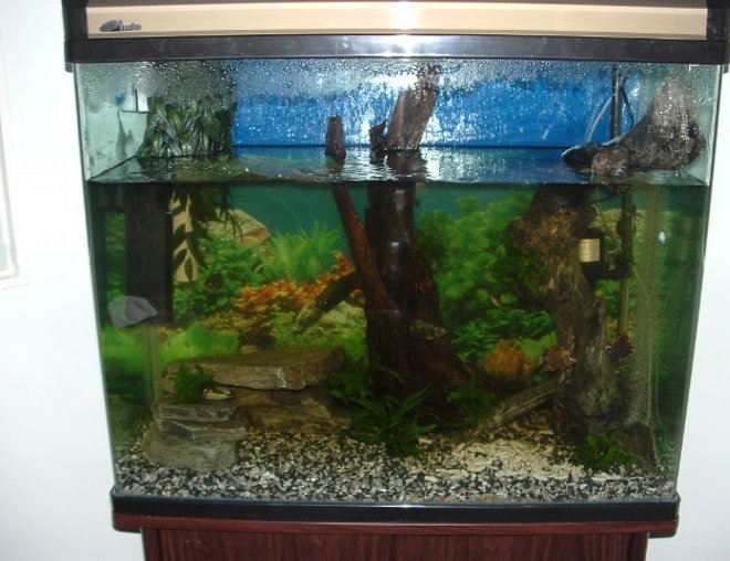 freshwater fish tank (mostly fish and non-living decorations) - brackish tank
size; 900 x 900 x 400
gap left at top for archers to shoot flys.
2 x archers
3 x borneo tigers
2 x #8 puffers
2 x red scats
1 x green chromid