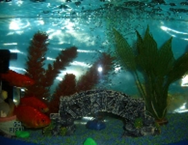 20 gallons freshwater fish tank (mostly fish and non-living decorations) - L45cmxW15cmH34cm