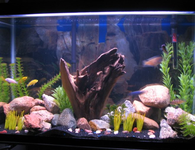 29 gallons freshwater fish tank (mostly fish and non-living decorations) - Normally my fish aren't shy, but for some reason they were for this picture