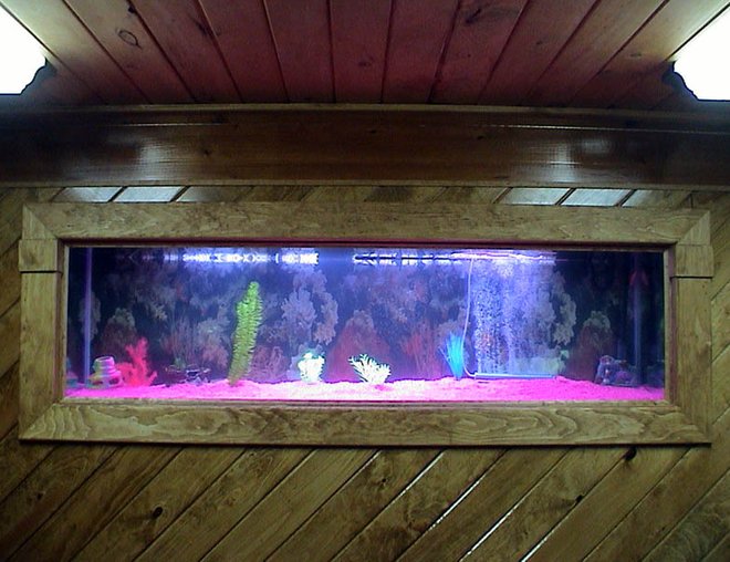 125 gallons freshwater fish tank (mostly fish and non-living decorations) - pic #2