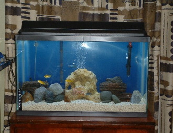 29 gallons freshwater fish tank (mostly fish and non-living decorations) - Just started this tank up with our Africans last week.  We are planning on increasing rocks, especially on the left and right sides.  So far, so good!