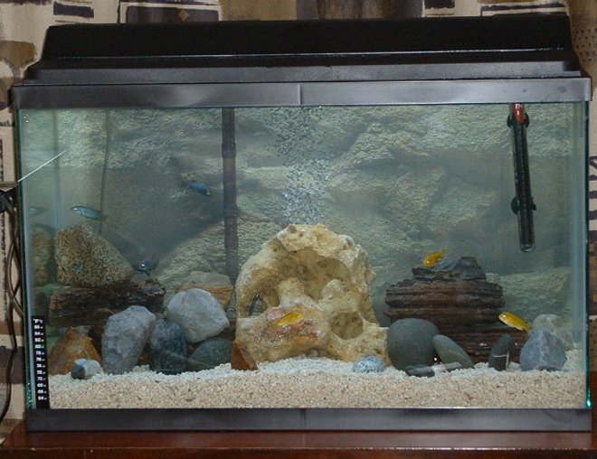 29 gallons freshwater fish tank (mostly fish and non-living decorations) - most recent picture of our african cichlid tank with more rocks and new background