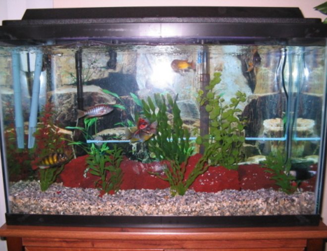 29 gallons freshwater fish tank (mostly fish and non-living decorations) - my tank again
