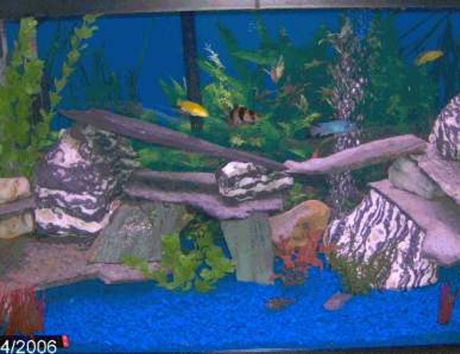 29 gallons freshwater fish tank (mostly fish and non-living decorations) - tank