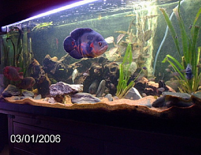 200 gallons freshwater fish tank (mostly fish and non-living decorations) - chocolate cichlids/oscars/convits/plecos