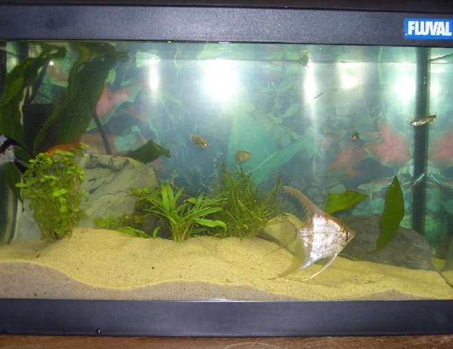 10 gallons freshwater fish tank (mostly fish and non-living decorations)