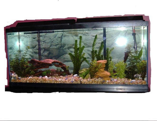 55 gallons freshwater fish tank (mostly fish and non-living decorations) - see pic
