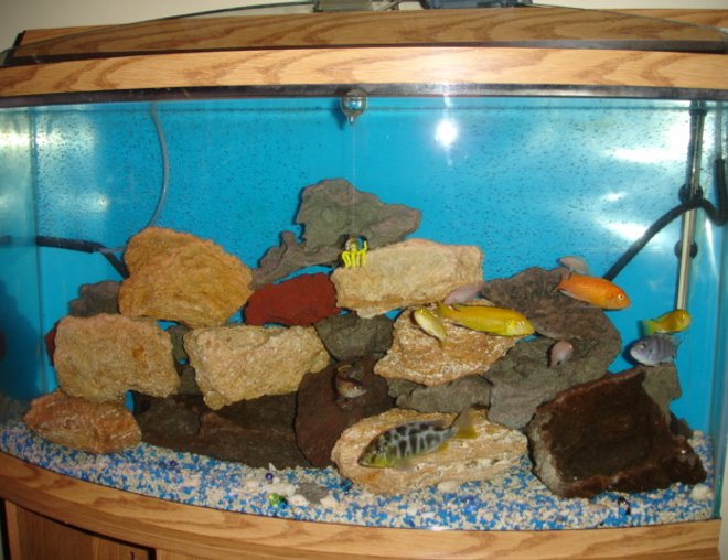 50 gallons freshwater fish tank (mostly fish and non-living decorations) - this is my cichlid tank.  3 yellow labidos, 1 red zebra, 1 venustus, 1 blue cichlid, 1 black/yellow cichlid, 4 pink convicts, 1 jack dempsey