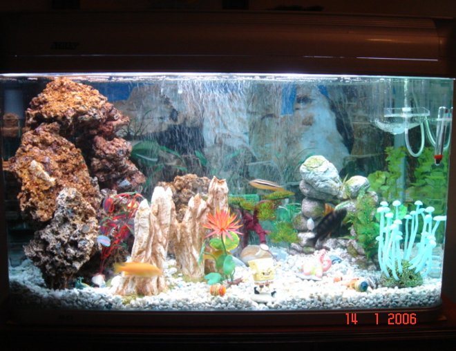 40 gallons freshwater fish tank (mostly fish and non-living decorations) - Its a 40 gallon African Tank with 16 Cichlids