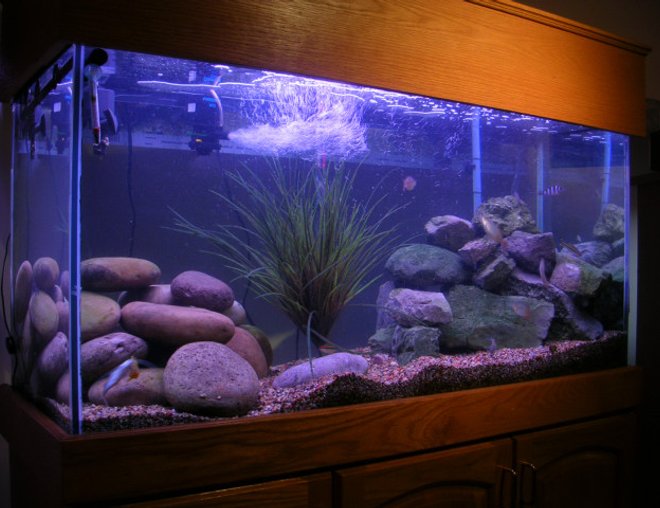 180 gallons freshwater fish tank (mostly fish and non-living decorations) - my 100 gallon tang tank