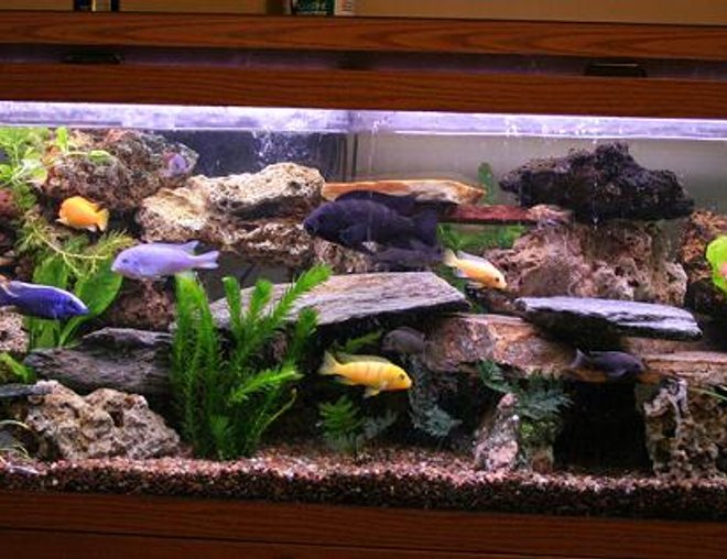 75 gallons freshwater fish tank (mostly fish and non-living decorations) - this is an updated picture of my previous one.  i had to move to my new home, luckly everyone made it here with me.