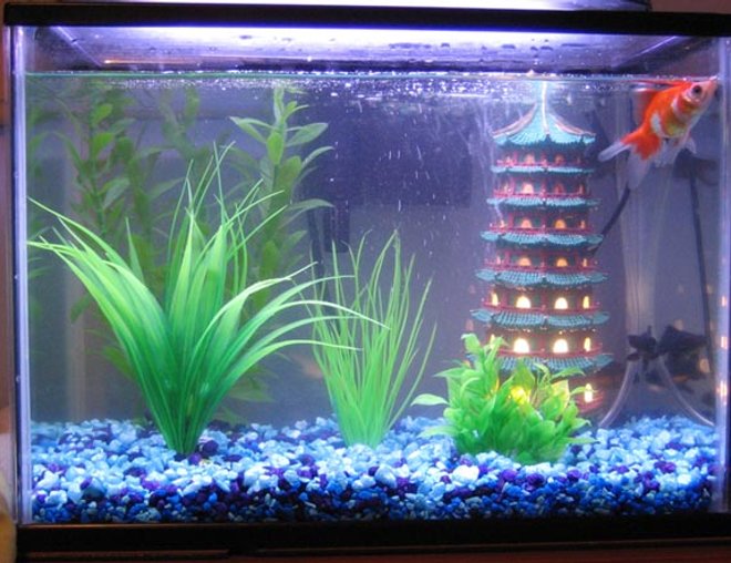 15 gallons freshwater fish tank (mostly fish and non-living decorations) - My fishie tank