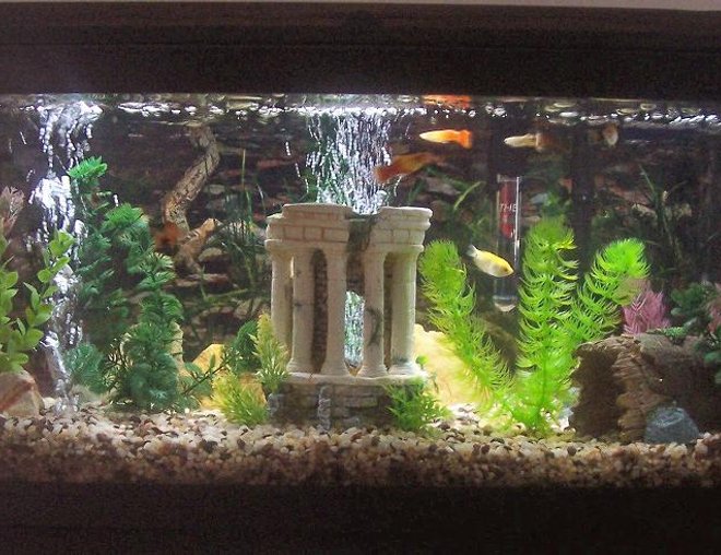 20 gallons freshwater fish tank (mostly fish and non-living decorations)