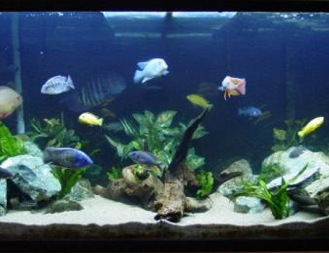 90 gallons freshwater fish tank (mostly fish and non-living decorations) - African cichlid tank