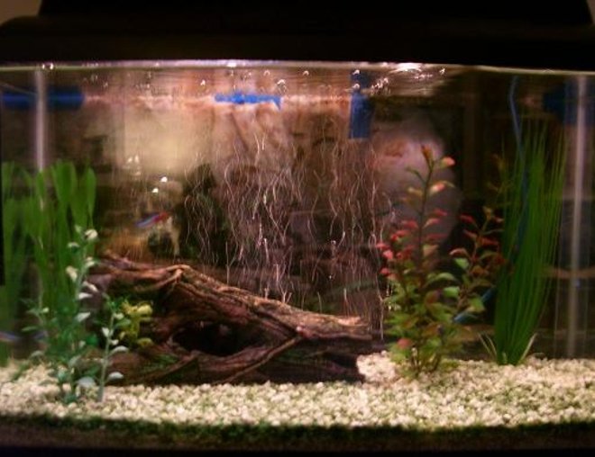 10 gallons freshwater fish tank (mostly fish and non-living decorations) - 10 gallon , 3 fish: red-tailed black shark, 2 neons.