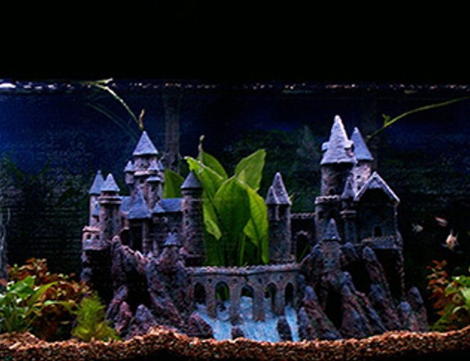 55 gallons freshwater fish tank (mostly fish and non-living decorations) - Magical