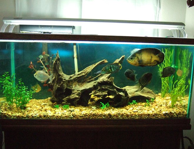 75 gallons freshwater fish tank (mostly fish and non-living decorations) - south american tank