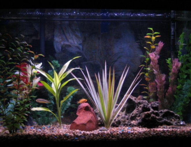 30 gallons freshwater fish tank (mostly fish and non-living decorations) - 29gal New picture