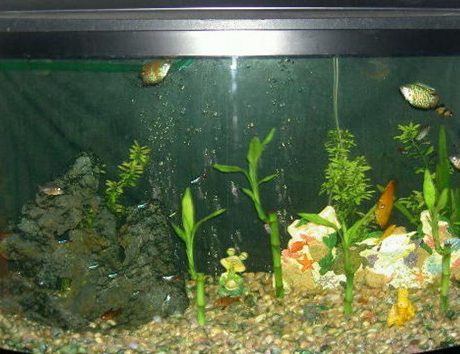 46 gallons freshwater fish tank (mostly fish and non-living decorations) - 56 bow front tank with 14, neon tetras, 2 serpa Tetras, 2 daniso barbs, 2 rainbows, a dwark frong, snowball plece, angel, and one BIG DISCUS