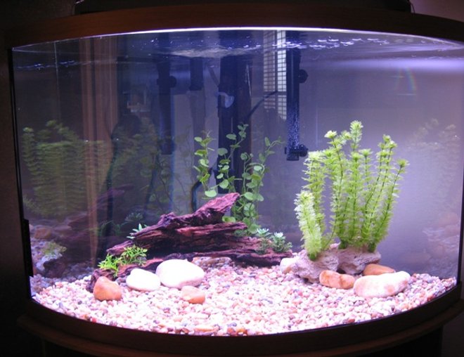 36 gallons freshwater fish tank (mostly fish and non-living decorations) - Fresh New Tank