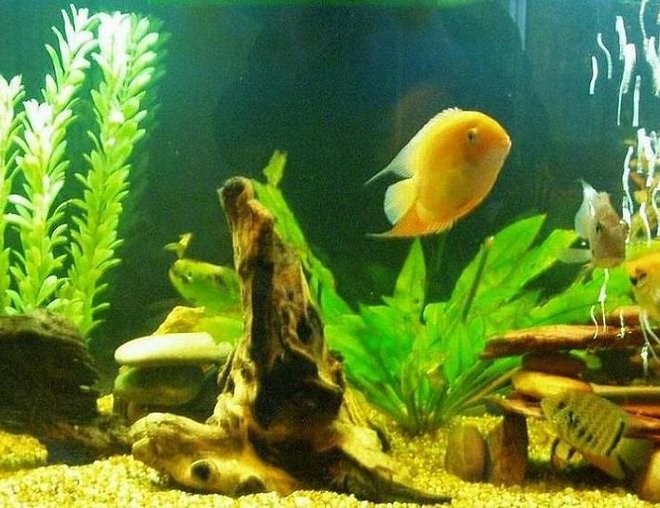 75 gallons freshwater fish tank (mostly fish and non-living decorations) - 75 gal with (mostly) SA cichlids.