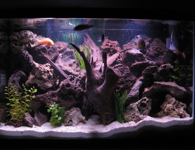 45 gallons freshwater fish tank (mostly fish and non-living decorations) - 45gal. cichlid tank