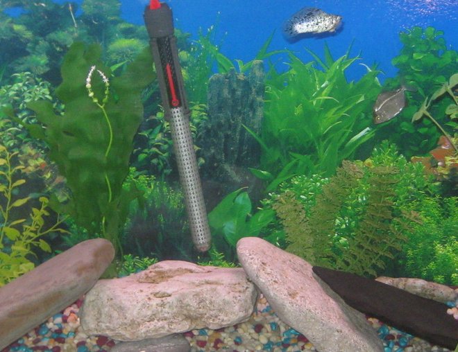 55 gallons freshwater fish tank (mostly fish and non-living decorations) - 55 gallon