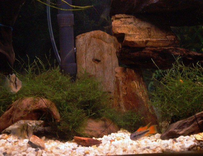 55 gallons freshwater fish tank (mostly fish and non-living decorations) - picture of Keyholes and Orange Flash