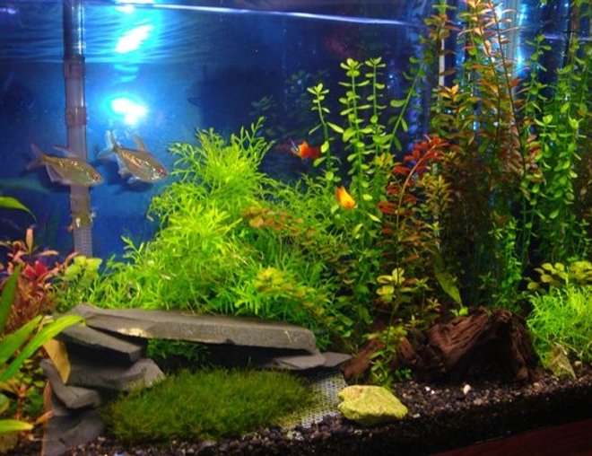 55 gallons freshwater fish tank (mostly fish and non-living decorations) - Here is a closer look at our current setup.  The plastic mesh contraption in front of the cave worked out great and the moss is beautiful.