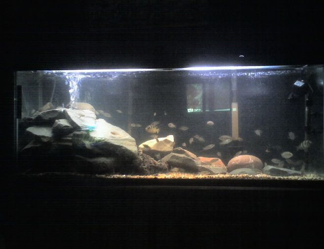 60 gallons freshwater fish tank (mostly fish and non-living decorations) - this is the 55 gal. that i just recieved