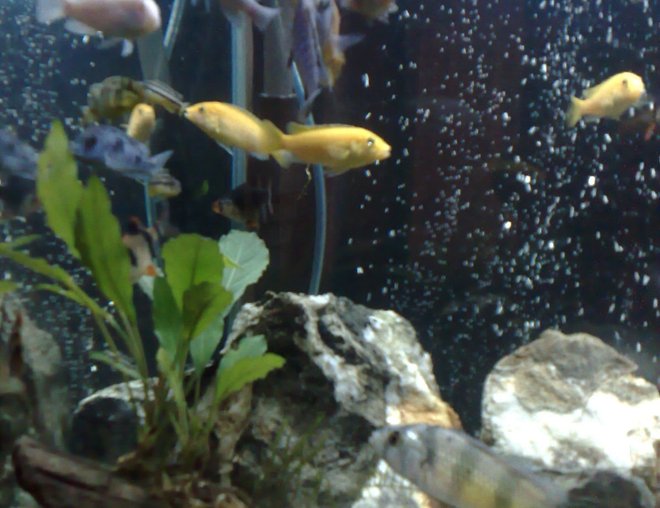 20 gallons freshwater fish tank (mostly fish and non-living decorations) - a different angle