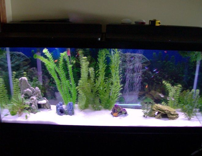 55 gallons freshwater fish tank (mostly fish and non-living decorations) - Tank as of July 7th '08