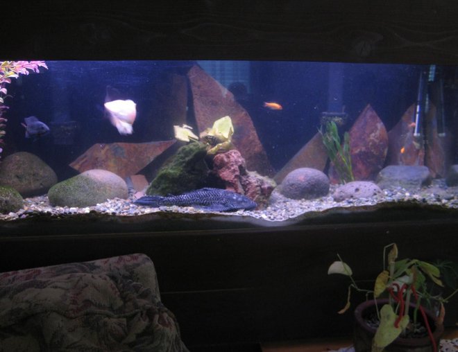 60 gallons freshwater fish tank (mostly fish and non-living decorations) - 50 gallon tank